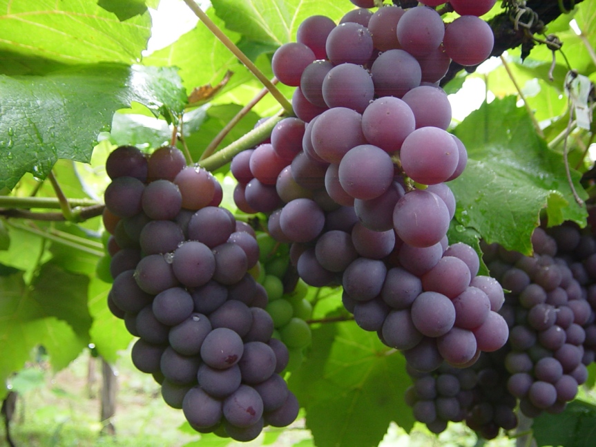 uva viño